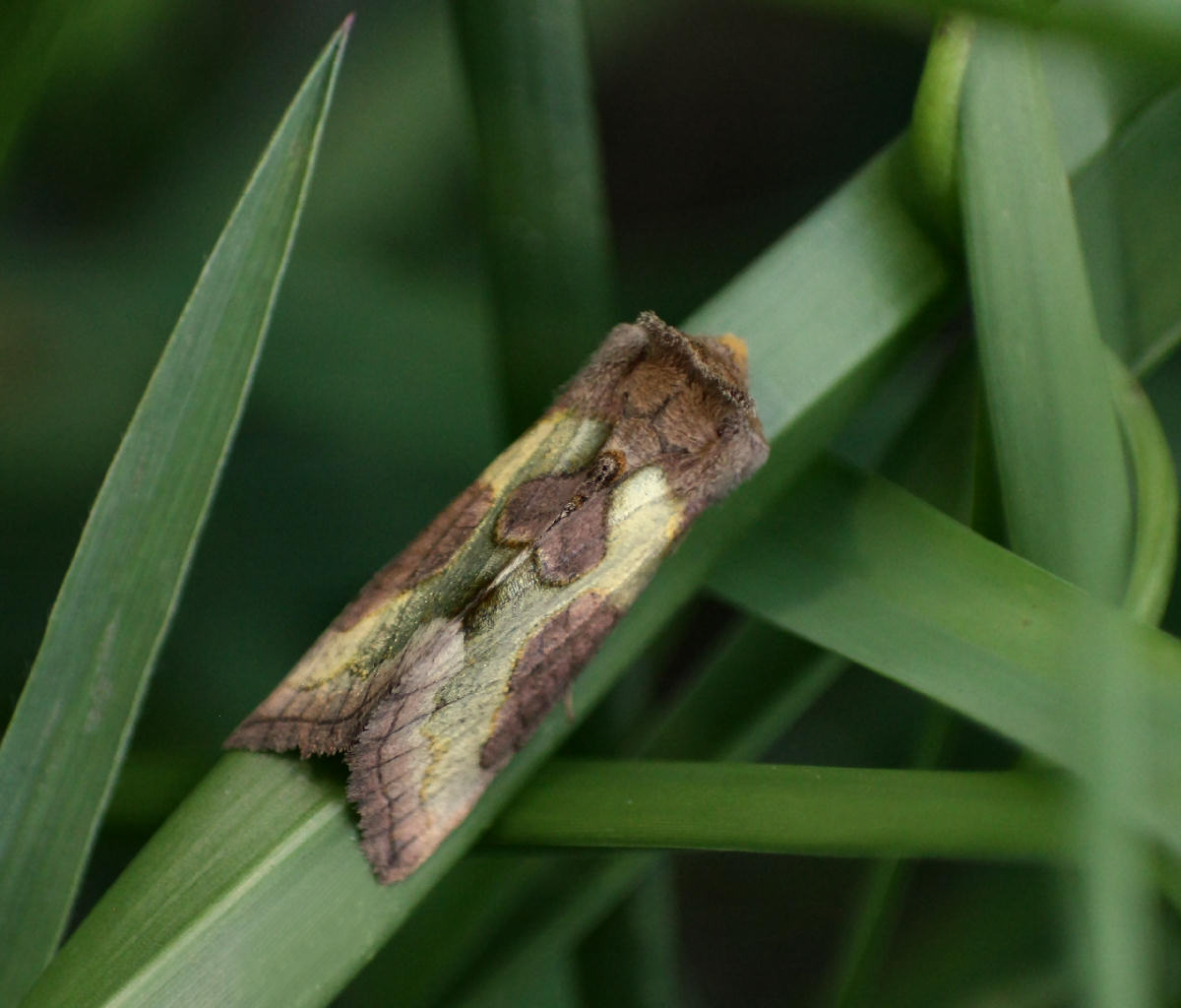 farfallina da identificare